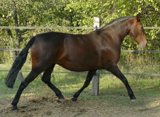 NAHUA