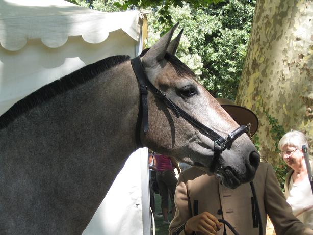 Paloma championnat 2006