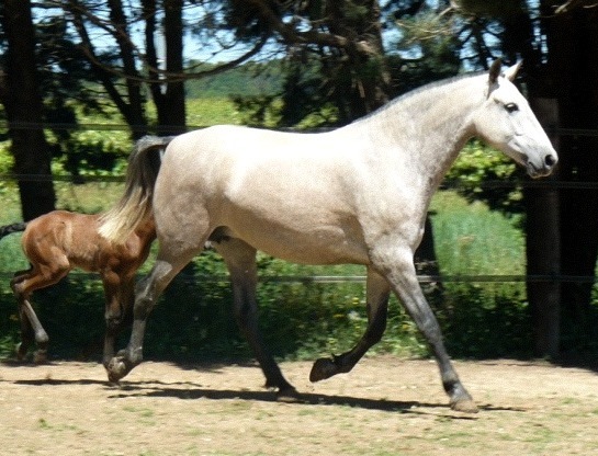PALOMA ER
