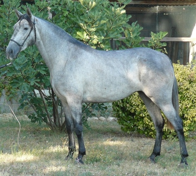 Aguerrida 2 ans