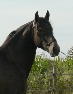 Rumiñahui SBA