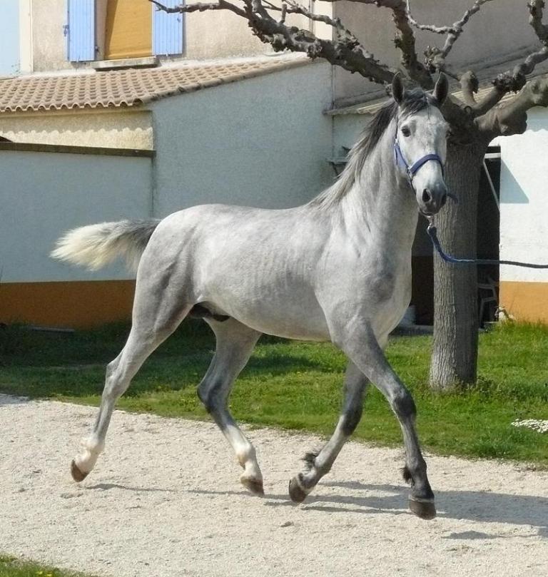 Urdisor SBA