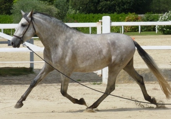 VALEROSO SBA