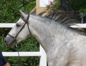 VALEROSO SBA